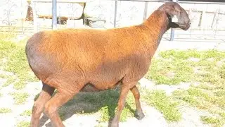 Hissar elite sheep | perfect sheep wool