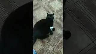 кис кис кис