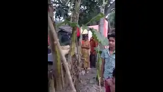 कभी देखे हैं इतने केले पेड़ पर एक साथ लगे हुए