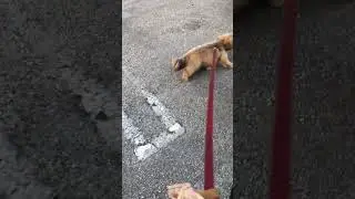 Новый навык доступен - сиделка с собаками 😸