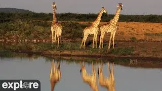 Africam Tau powered by EXPLORE.org