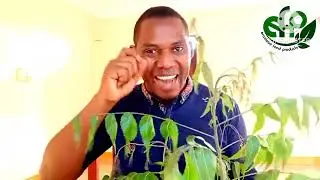 MTI WA MUOROBAINI NI TIBA NZURI SANA/AZADIRACHTA INDICA@erastobefoodproducts
