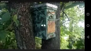 The trap worked or how to catch a swarm
