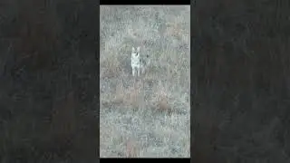 Coyote dropped