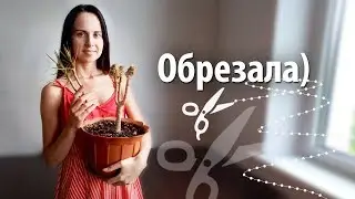 Студентка медучреждения, сделала обрезание члена своему брату