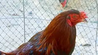 @FighterCockSportBird #quality fighter roosters#vietnam_Philippine rooster #aseel_murga chicken