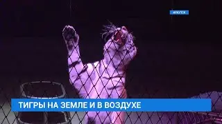 Цирковое шоу "Тигры на земле и воздухе" Ярослава Запашного в Иркутске