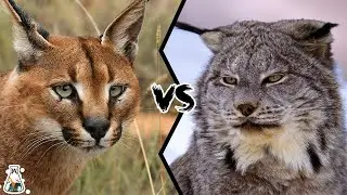 CARACAL VS LYNX - Who Would Win a Fight?
