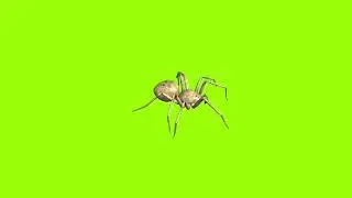 Slow walking spider green screen। cartoon green screen। spider green screen। ostad animation