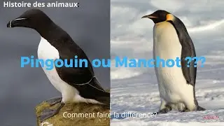 Pingouin ou Manchot??? Quelles Différences #HDA 4 #KuraiD #Pingouin