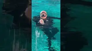 Чёрный лебедь Black swan