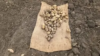 Potato Harvesting From Mudy Soil In Pakistan