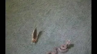 Cool stop motion movie