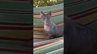 Кошка Анфиса на пикнике