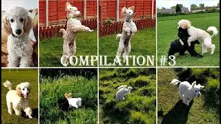 FIDO'S COMPILATION #3 | 4 months old poodle | Life of pet Fido