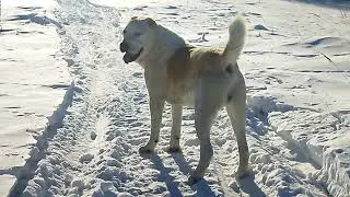 взрослые сао