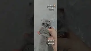 Кот Игрушка ручной работы в смешанной технике. Вислоухий котик. Вк Hugger toy's Карманные обниматели