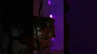 Tiger King's Electric Chariot