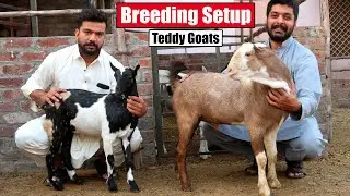 Ablak Shairi & White Teddy Goats Breeding Setup Lahore 2024 | Bakra Mandi