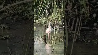 Pink Spoonbill