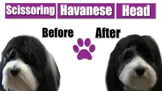 How To Scissor Havanese Head | Pro Pet Grooming Tips !
