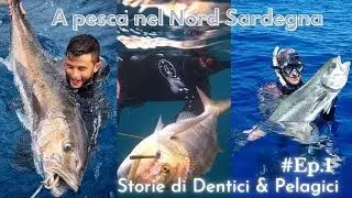 A Pesca nel Nord Sardegna - Storie di DENTICI e PELAGICI- #Episodio1