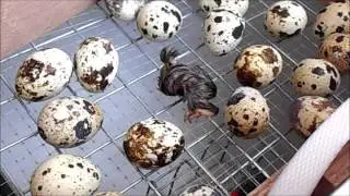 Как вылупляются перепела