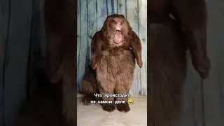 владельцы кроликов поймут 😂 