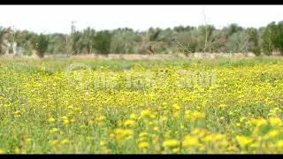 ورد النوير