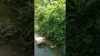 Hook Fishing#shorts