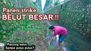 Unexpectedly, fishing for eels in the middle of the city, many large eels are abundant