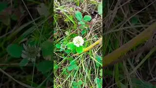 Trifolium repens