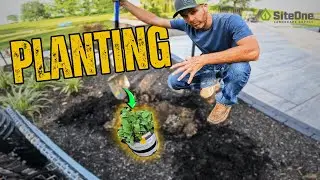 How to Plant Shrubs PROPERLY!