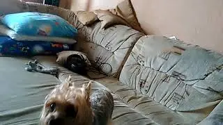 Реакция моей собаки на TOP 10 GABE THE DOG REMIX [реакции тупо ноль]