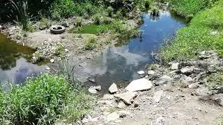 ¡Tortuga! 🐢👀 Dren con vegetación en Mazatlán México