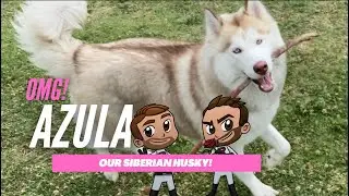Our Husky & Malamute Mix Playing - Azula
