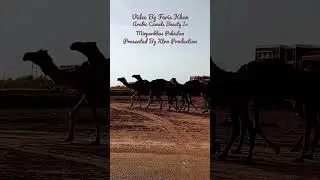 Best Of The World Short Mirpurkhas | Muslim Trending Short  #mirpurkhas #best #muslim #world