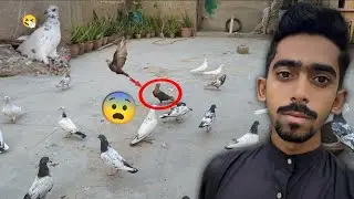 Khatarnak Chuha Chandan Kabootar Chat Par Uttar Gea😨 || Kabootar Behosh Ho Gea😂. #itspigeonlover