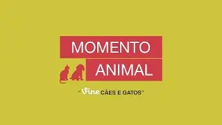Vine de Cães e Gatos - Momento Animal