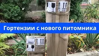 Гортензии с нового питомника