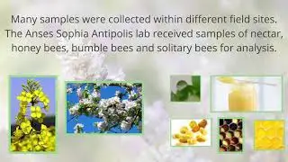 Nectar Extraction from Bees [PoshBee training]