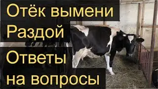 Milking of a first-calf cow. Edema of the udder. Answers to questions
