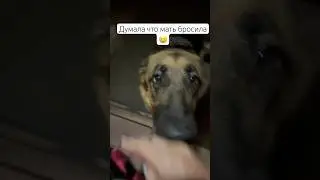 Мать не бросит💜 #немецкаяовчарка #собака #рыжийкот #germanshepherd #животные