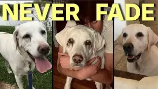Never Fade (Official Lyrics)