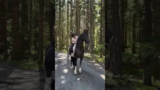 #лошади