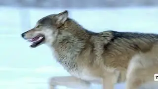 Yellowstone's Ghost: The Untold Story of the Wolf's Return - Part 2