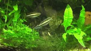 PELVICACHROMIS PULCHER