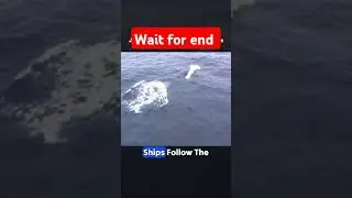 Shipping’s High-Stakes Gamble: Risk or Reward? 🌍🚢"#shortvideo