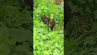 чудо природы)) бобёр, выдра , нутрия или кто то ещё???