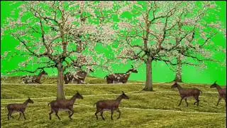 Goat Walking In Forest Green Screen effects | Goat Stampede Green Screen | No Copyright Video |